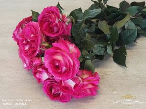 ROSE SWEET DONA 50